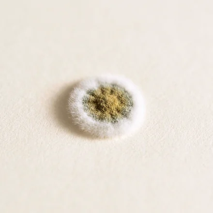 A small round colony of Aspergillus oryzae, white at the rim and olive-gold at the centre